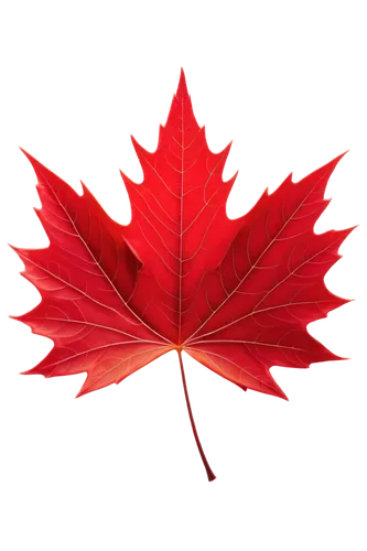 maple leaf red,red maple leaf,maple leaf,yellow maple leaf,canadian flag,leaf background,red leaf,maple leave,maple foliage,maple leaves,red maple,leaf maple,leaf rectangle,fan leaf,canada,acorn leaf,canada cad,maple bush,thunberg's fan maple,canadian,Illustration,Abstract Fantasy,Abstract Fantasy 06