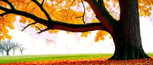 autumn background,autumn frame,autumn tree,autumn in the park,chinar,autumn scenery,maple tree,autumn round,fall landscape,autumn park,late autumn,autumn trees,autumn landscape,fall foliage,autumn idyll,autumn day,trees in the fall,fall,the trees in the fall,deciduous tree,Conceptual Art,Daily,Daily 33