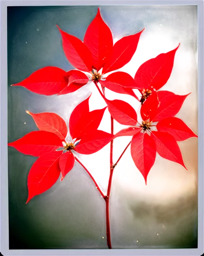 Transparent poinsettia, bright red leaves, delicate stems, sparkling water droplets, subtle shine, intricate veins, festive atmosphere, macro shot, shallow depth of field, warm lighting, vibrant color