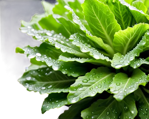 Fresh lettuce, green leaves, crisp texture, delicate stem, water droplets on leaves, morning dew, soft natural light, close-up shot, shallow depth of field, vibrant green color tone, 3/4 composition, 