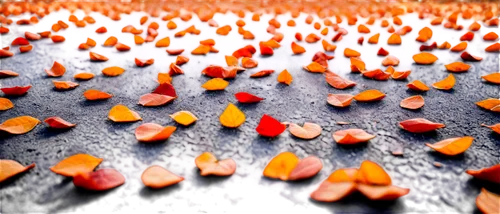 piano petals,bowl of fruit in rain,orange petals,flying seeds,dried petals,drops,rain field,drops of water,orangefield,asphalt,rain droplets,waterdrops,tulip field,tulip fields,rain drops,fallen leaves,rainwater drops,road surface,drop of rain,denticles,Photography,Black and white photography,Black and White Photography 10