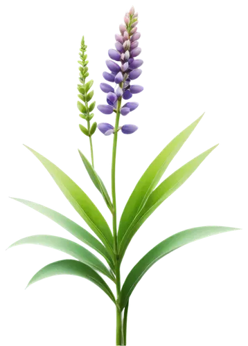 Lupins, flower bouquet, colorful petals, delicate stems, green leaves, soft focus, morning dew, natural light, 3/4 composition, shallow depth of field, warm color tone, cinematic lighting, detailed te