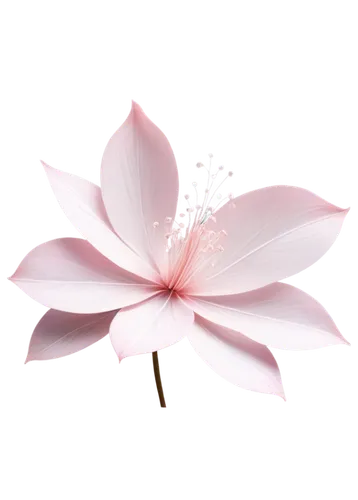 flowers png,lotus png,magnolia flower,lotus blossom,lotus ffflower,minimalist flowers,lotus flower,magnolia star,sakura flower,flower background,magnolia blossom,sacred lotus,lotus flowers,gaura,lily flower,magnolia × soulangeana,decorative flower,flower illustrative,the petals overlap,bach flower therapy,Conceptual Art,Daily,Daily 27