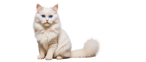 white cat,colotti,snowbell,cat on a blue background,cat with blue eyes,british longhair cat,blue eyes cat,suara,breed cat,siamese cat,jayfeather,cat vector,cats angora,riverclan,birman,siamese,cat image,bubastis,korin,bartok,Conceptual Art,Daily,Daily 08