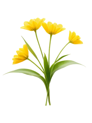 flowers png,jonquils,jonquil,trollius download,yellow tulips,freesia,daffodils,daffodil,tulipa sylvestris,flower background,turkestan tulip,freesias,tulipa,the trumpet daffodil,flower broom,tulip background,yellow orange tulip,defense,trollius of the community,yellow flowers,Art,Classical Oil Painting,Classical Oil Painting 10