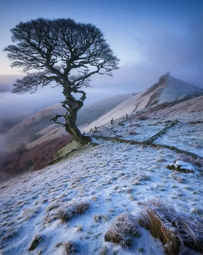 bare tree,wintry,peak district,lone tree,isolated tree,lake district,snowy tree,winter tree,the first frost,yorkshire,hoarfrost,snow tree,brecon beacons,winter landscape,north yorkshire moors,celtic tree,frosty weather,ground frost,old gnarled oak,fallen trees on the,Illustration,Paper based,Paper Based 01