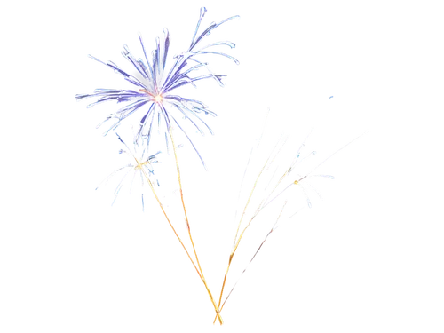 fireworks background,firework,purple salsify,fireworks,fireworks rockets,fireworks art,sparkler,flowers png,purple pageantry winds,firecracker flower,sparkler writing,sparklers,dandelion background,turn of the year sparkler,firecrackers,firecracker,pyrotechnics,flying sparks,pyrotechnic,fireweed,Photography,Fashion Photography,Fashion Photography 16