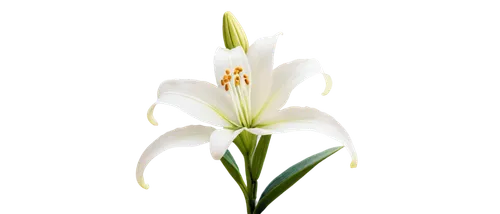 madonna lily,white lily,easter lilies,lilium candidum,tulip white,flowers png,white trumpet lily,sego lily,ornithogalum,siberian fawn lily,stargazer lily,avalanche lily,lily flower,tuberose,crinum,hymenocallis,ornithogalum umbellatum,guernsey lily,lilium formosanum,lilium davidii,Photography,Black and white photography,Black and White Photography 13