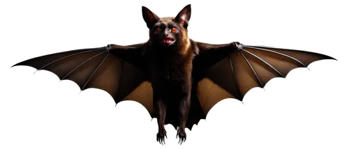 fruit bat,megabat,vampire bat,bat,little red flying fox,belgian shepherd,belgian shepherd malinois,belgian shepherd dog,flying fox,bat smiley,lantern bat,big brown bat,hanging bat,tropical bat,bats,flying dog,manchester terrier,malinois,doberman,pharaoh hound,Conceptual Art,Daily,Daily 04