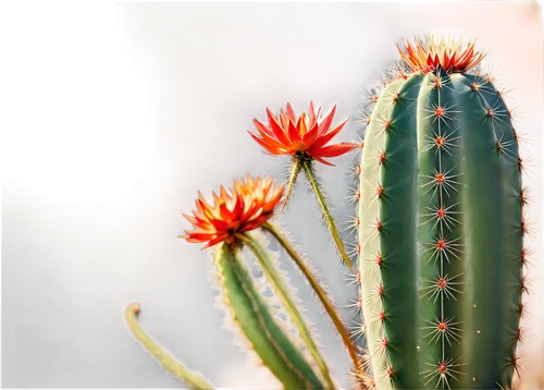 cactus flowers,prickly flower,cactus flower,red cactus flower,desert plant,sclerocactus,prickles,ferocactus,echinopsis,barrel cactus,prickly,cactus,desert plants,cleombrotus,cactaceae,aloes,desert flower,organ pipe cactus,cactus digital background,dutchman's-pipe cactus,Art,Artistic Painting,Artistic Painting 46