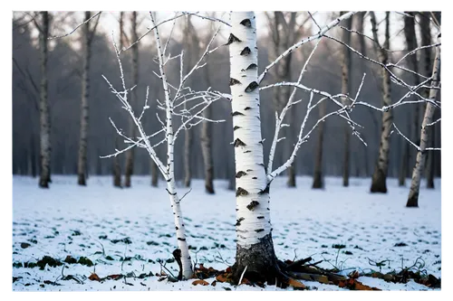 winter forest,snow trees,birch tree background,winter background,snow tree,winterland,birch forest,snow landscape,snowy tree,winter landscape,birch tree,snow scene,birch trees,treemsnow,in winter,vinter,winter tree,snowflake background,snowy landscape,snowfalls,Art,Artistic Painting,Artistic Painting 09