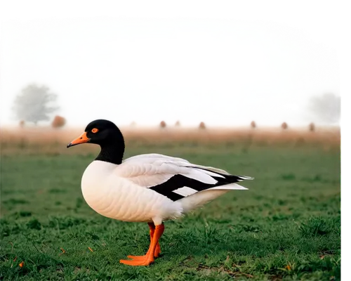 waterfowl, geese, white feathers, orange beak, black head, long neck, webbed feet, grassland, morning mist, soft sunlight, panoramic view, 3/4 composition, shallow depth of field, warm color tone, cin