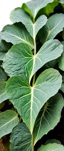 Cucumber leaves, dark green, heart-shaped, serrated edges, pointed tips, thick stems, scattered hairs, soft texture, gentle curves, natural light, 3/4 composition, shallow depth of field, warm color t