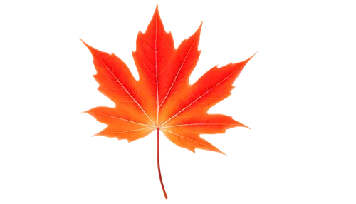 maple leaf red,red maple leaf,maple leaf,yellow maple leaf,maple leave,leaf background,maple leaves,maple foliage,red leaf,canadian flag,fall leaf,autumn leaf,autumn leaf paper,leaf maple,maple shadow,red maple,maple,maple bush,spring leaf background,thunberg's fan maple,Illustration,Black and White,Black and White 17