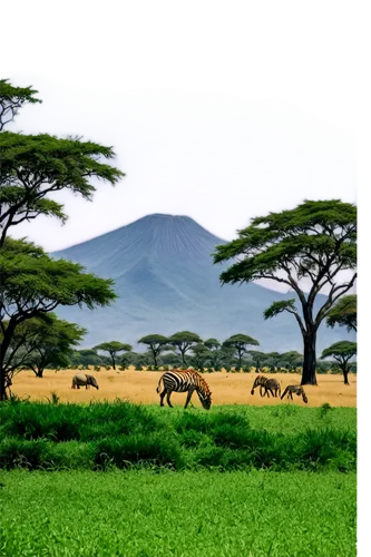 serengeti,mount kilimanjaro,kilimanjaro,tsavo,kenya,east africa,samburu,kenya africa,ethiopia,tanzania,africa,uganda,dromedaries,nakuru,kenyan,alismatales,savanna,green congo,rwanda,extinct volcano,Photography,Black and white photography,Black and White Photography 06