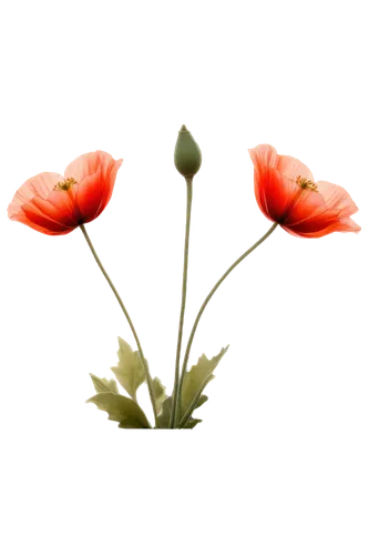 flowers png,klatschmohn,poppy flowers,iceland poppy,red poppy,tulip background,red poppies,papaver orientale,poppy flower,flower background,papaver,a couple of poppy flowers,red ranunculus,poppies,poppy anemone,poppy plant,red anemones,mohn,floral poppy,rose png,Illustration,Japanese style,Japanese Style 11