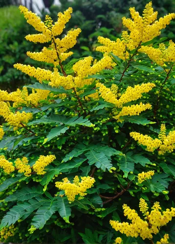 Write a peaceful description of a blooming mahonia bush in a serene garden.,oregon grape,mahonia,late goldenrod,mimosa tenuiflora,goldenrod,mimosa,yellow bladder shrub,wattle,giant goldenrod,tabebuia 