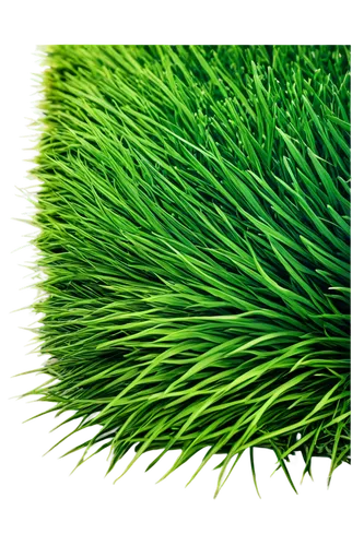 wheatgrass,wheat grass,artificial grass,wheat germ grass,block of grass,quail grass,artificial turf,grass grasses,green grain,grass blades,grass,cleanup,green wheat,halm of grass,brick grass,dad grass,feather bristle grass,grass fronds,sweet grass plant,grass roof,Art,Artistic Painting,Artistic Painting 37