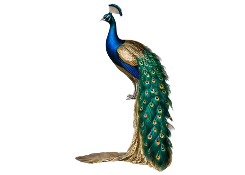 peacock,male peacock,indian peafowl,peafowl,blue peacock,fairy peacock,an ornamental bird,ornamental duck,peacock feather,leacock,peacock feathers,heacock,peacocks carnation,pfau,ornamental bird,guatemalan quetzal,simorgh,godward,brahminy duck,quetzal,Art,Classical Oil Painting,Classical Oil Painting 39