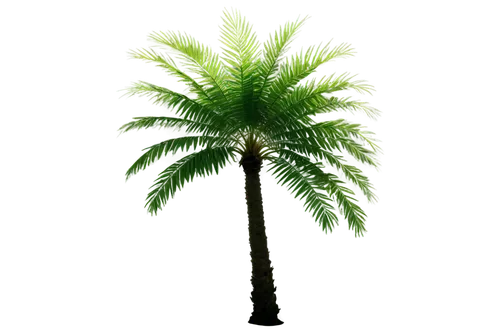 palm tree vector,palmtree,palm tree,palm,palmera,palm leaves,tropical tree,coconut palm tree,coconut tree,palm leaf,arecaceae,palm in palm,palm tree silhouette,palms,fan palm,palm pasture,palmetto,wine palm,palm fronds,washingtonia,Illustration,Japanese style,Japanese Style 17