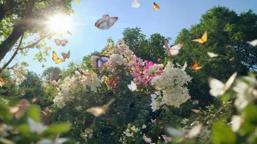 some erflies fly low over flowers on trees,giverny,bougainvilleans,bloomeries,falling flowers,bougainvillea,flowering trees