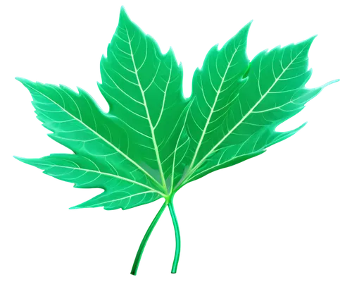 mape leaf,leaf background,grape leaf,custody leaf,green leaf,marie leaf,fan leaf,mint leaf,tropical leaf,mammoth leaf,maple leaf,jungle leaf,fig leaf,walnut leaf,leaf vegetable,tree leaf,chestnut leaf,lotus leaf,leaf drawing,trumpet leaf,Conceptual Art,Sci-Fi,Sci-Fi 28