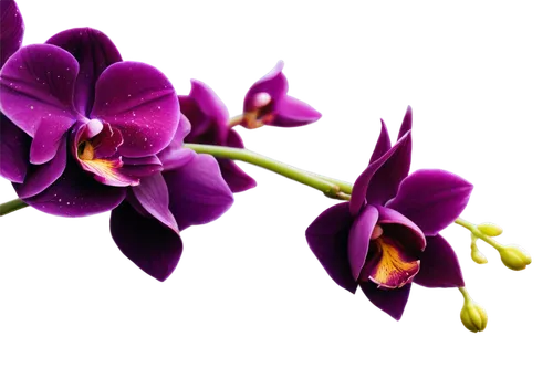 flowers png,orchids of the philippines,moth orchid,mixed orchid,spathoglottis,orchids,orchid,tulipan violet,orchid flower,lilac orchid,wild orchid,purple flowers,phalaenopsis,flower purple,phalaenopsis equestris,purple flower,violet flowers,dendrobium,laelia,phalaenopsis sanderiana,Illustration,Paper based,Paper Based 19