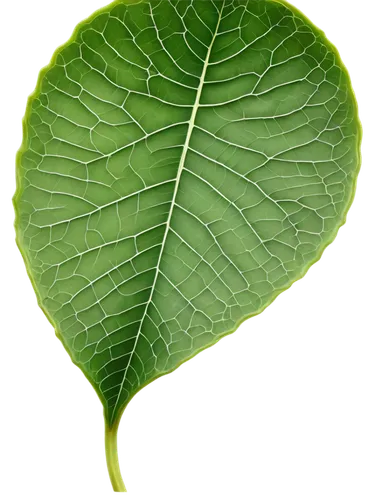 grape leaf,fig leaf,magnolia leaf,lotus leaf,custody leaf,ginkgo leaf,mammoth leaf,fan leaf,leaf vegetable,mape leaf,tropical leaf,leaf structure,beech leaf,water lily leaf,tree leaf,walnut leaf,acorn leaf,leaf,jungle leaf,giant leaf,Illustration,Realistic Fantasy,Realistic Fantasy 25