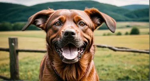 bavarian mountain hound,redbone coonhound,rhodesian ridgeback,dogue de bordeaux,vizsla,boerboel,bloodhound,fila brasileiro,coonhound,american mastiff,mudhol hound,dog photography,vizla,dog-photography,cheerful dog,english coonhound,spanish mastiff,bullmastiff,korean mastiff,jagdterrier