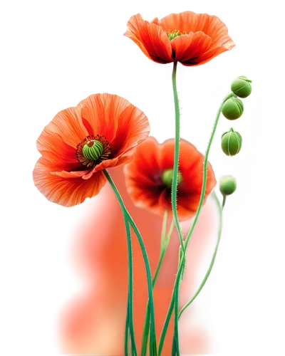 flowers png,poppy flowers,red orange flowers,orange red flowers,red gerbera,flower background,poppies,orange poppy,red poppies,gerbera flower,mohn,flower wallpaper,red poppy,klatschmohn,gerbera daisies,a couple of poppy flowers,poppy plant,chrysanthemum background,flower illustrative,gerbera,Conceptual Art,Fantasy,Fantasy 22