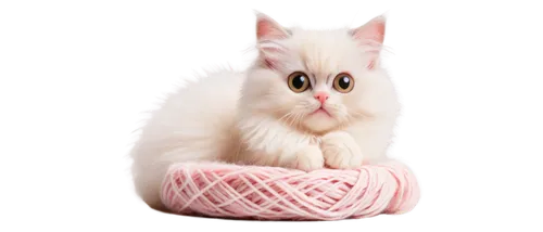 pink cat,ball of yarn,angora,kittenish,cats angora,yarn,cute cat,doll cat,white cat,cat kawaii,marshmallow,ragdoll,peppermint,blossom kitten,flopsy,birman,misbun,bonbon,mew,marzipan,Art,Artistic Painting,Artistic Painting 25