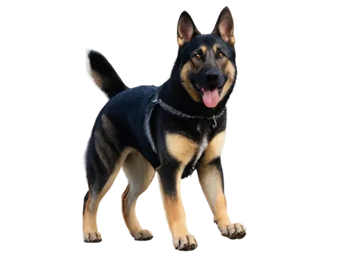 german shepherd dog,schutzhund,australian kelpie,gsd,wolstein,black german shepherd,kelpie,mwd,alsatian,rott,rottweiler,doberman,alsatians,belgian shepherd dog,doberan,oberweiler,old german shepherd dog,black shepherd,a police dog,german shepards,Conceptual Art,Daily,Daily 27