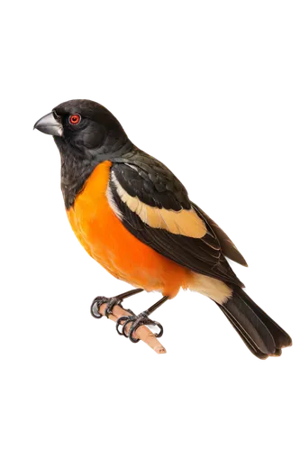 Large grosbeak bird, vibrant plumage, black head, white eye patches, orange beak, detailed feathers, perched, spread wings, morning sunlight, soft focus background, 3/4 composition, warm color tone, s