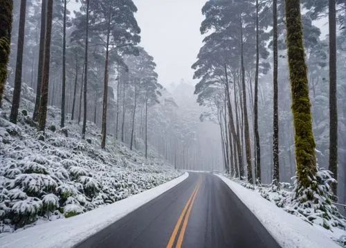 snow in pine trees,winter forest,coniferous forest,northern black forest,temperate coniferous forest,tropical and subtropical coniferous forests,winter wonderland,fir forest,snowy landscape,forest road,bavarian forest,snow landscape,snow in pine tree,winter landscape,germany forest,the snow falls,wintry,snow trail,ore mountains,pine forest,Photography,General,Natural