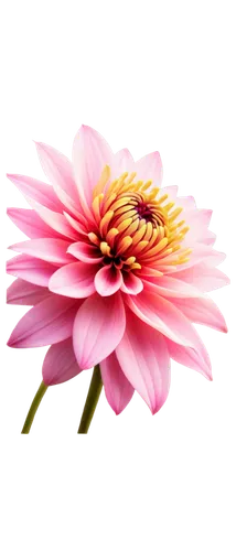 chrysanthemum background,pink chrysanthemum,gerbera flower pink,gerbera flower,flower background,flower wallpaper,gerbera,flowers png,wood daisy background,pink flower,pink daisies,pink chrysanthemums,gerbera daisies,chrysanthemum,pink floral background,red gerbera,red chrysanthemum,dahlia pink,two-tone flower,floral digital background,Illustration,Realistic Fantasy,Realistic Fantasy 14