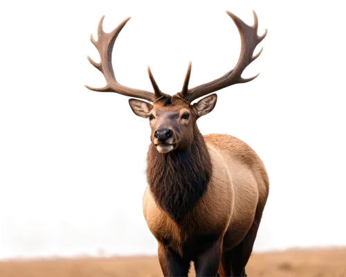 red-necked buck,male deer,venado,whitetail buck,elk,red deer,whitetail,european deer,white-tailed deer,huemul,antlered,pere davids male deer,cervus elaphus,blacktail,wapiti,gold deer,antler velvet,sika deer,odocoileus,glowing antlers,Photography,Documentary Photography,Documentary Photography 05