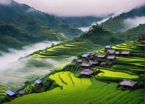 rice terraces,rice terrace,rice fields,rice field,rice paddies,ricefield,the rice field,ha giang,green landscape,terraced,vietnam,guizhou,vietnam's,mountainous landscape,southeast asia,sapa,vegetables landscape,viet nam,paddy field,rice cultivation,Photography,Documentary Photography,Documentary Photography 37