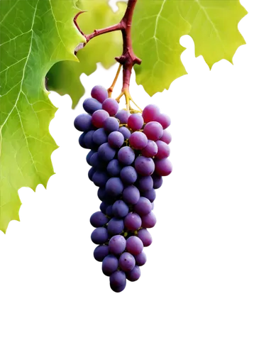 purple grapes,wine grape,wine grapes,grapes,blue grapes,vineyard grapes,red grapes,winegrape,grape vine,unripe grapes,grapevines,table grapes,fresh grapes,viognier grapes,bright grape,tempranillo,sangiovese,grape leaf,bunch of grapes,wood and grapes,Illustration,Retro,Retro 09