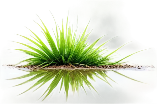 Rice plant, green leaves, yellow grains, stem swaying gently, roots in muddy water, morning dew, soft sunlight, 3/4 composition, shallow depth of field, warm color tone, cinematic lighting, detailed t