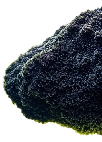 mandelbulb,paramecium,deinococcus,micrococcus,archaea,pneumococcus,biofilm,mandelbrot,microvilli,microsporum,spherules,cryptosporidium,biofilms,methanococcus,osteoclast,porifera,cryptococcus,vacuole,cyanobacteria,coccolithophores,Art,Classical Oil Painting,Classical Oil Painting 24