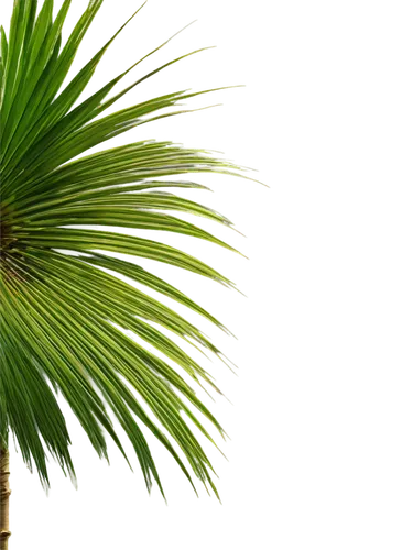 Palm tree, coconut palm, solo, tropical atmosphere, tall slender trunk, green fronds, coconuts hanging, detailed texture, morning sunlight, soft warm lighting, 3/4 composition, shallow depth of field,