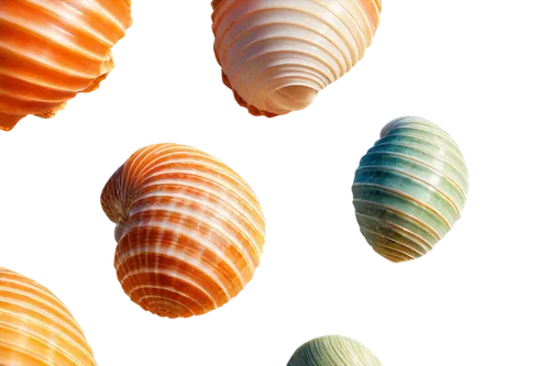 shells,seashells,watercolor seashells,gradient mesh,seashell,in shells,sea shells,sea shell,cowries,marine gastropods,spiral background,micromollusks,snail shells,zigzag background,spiny sea shell,cinema 4d,cockles,gastropods,blue sea shell pattern,micromolluscs,Illustration,Realistic Fantasy,Realistic Fantasy 28