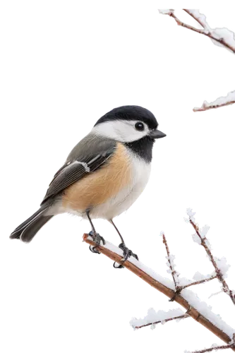 Small bird, chickadee, perched, branches, winter season, snowflakes, black cap, white cheeks, grey back, wings folded, beak open, bright eyes, solo, morning light, soft focus, shallow depth of field, 