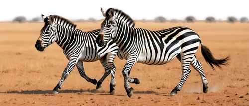 plains zebra,zebra,burchell's zebra,diamond zebra,grevy,zebra pattern,zebre,zebraspinne,quagga,zonkey,sauros,gazella,serengeti,zebra rosa,wildebeests,etosha,elands,tingatinga,homozygotes,horgos,Illustration,Vector,Vector 07