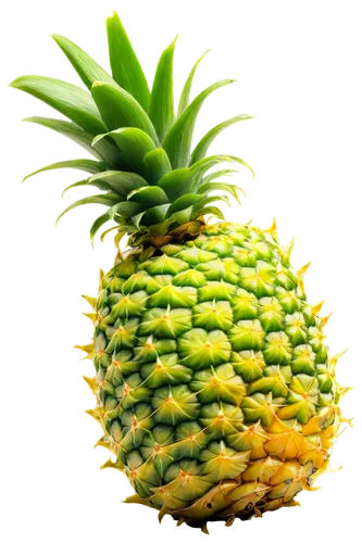 ananas,fir pineapple,a pineapple,pineapple background,pineapple,pinapple,small pineapple,pineapple wallpaper,pineapple plant,pineapple head,fresh pineapples,mini pineapple,pineapple comosu,young pineapple,pineapples,pineapple pattern,pineapple basket,house pineapple,pineapple top,ananas comosus,Conceptual Art,Daily,Daily 23