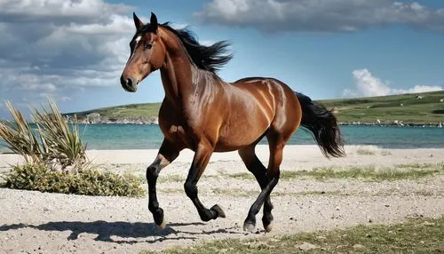 belgian horse,arabian horse,quarterhorse,dream horse,mustang horse,standardbred,brown horse,wild horse,horse breeding,kutsch horse,equine,thoroughbred arabian,gelding,iceland horse,a horse,beautiful horses,dressage,arabian horses,przewalski's horse,black horse