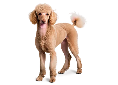 labradoodle,afghan hound,golden retriever,cocker spaniel,poodle,borzoi,blonde dog,golden retriver,retriever,venkman,dogana,nova scotia duck tolling retriever,dog angel,huichon,poodles,purebred dog,parvovirus,spaniel,female dog,dog,Illustration,Retro,Retro 21