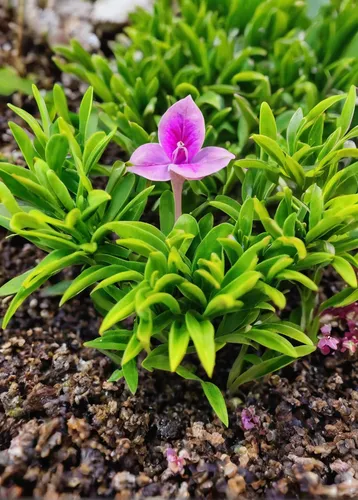 Describe a beautiful garden where Adalia bipunctata thrives.,pink periwinkles,mexican petunia,centaurium,small flower,ruellia simplex,laelia crispa,madagascar periwinkle,purpurea,oxalis triangularis,p