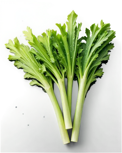 broccolini,rapini,celery stalk,houseleek,brocoli broccolli,verduras,brassica,celery plant,sulforaphane,brassicaceae,brocco,celery,brassicae,wild celery,romaine,shrub celery,vegetal,real celery,cruciferous,juglandaceae,Photography,Artistic Photography,Artistic Photography 04