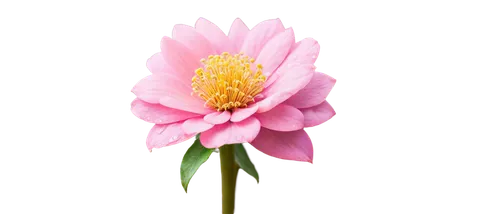 flower background,flowers png,chrysanthemum background,pink flower,flower wallpaper,gerbera flower pink,pink chrysanthemum,flower pink,pink floral background,gerbera flower,gerbera,wood daisy background,pink flower white,dahlia pink,paper flower background,floral digital background,pink anemone,two-tone flower,single flower,cosmos flower,Photography,Documentary Photography,Documentary Photography 29